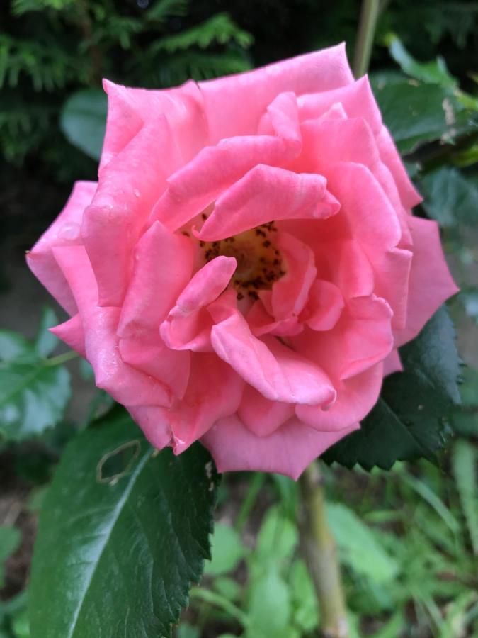 Gite De L'Homme Blanc Soizy-aux-Bois Buitenkant foto